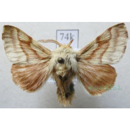 Malacosoma castrensis (Linnaeus, 1758) male Barczatka wilczomleczówka Slovakia74k